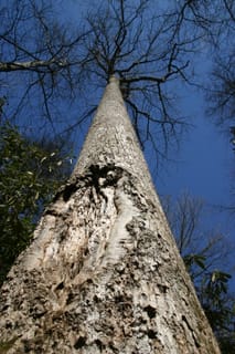 Upward - Linville Gorge