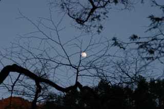 Moon through the trees in Linville Gorge