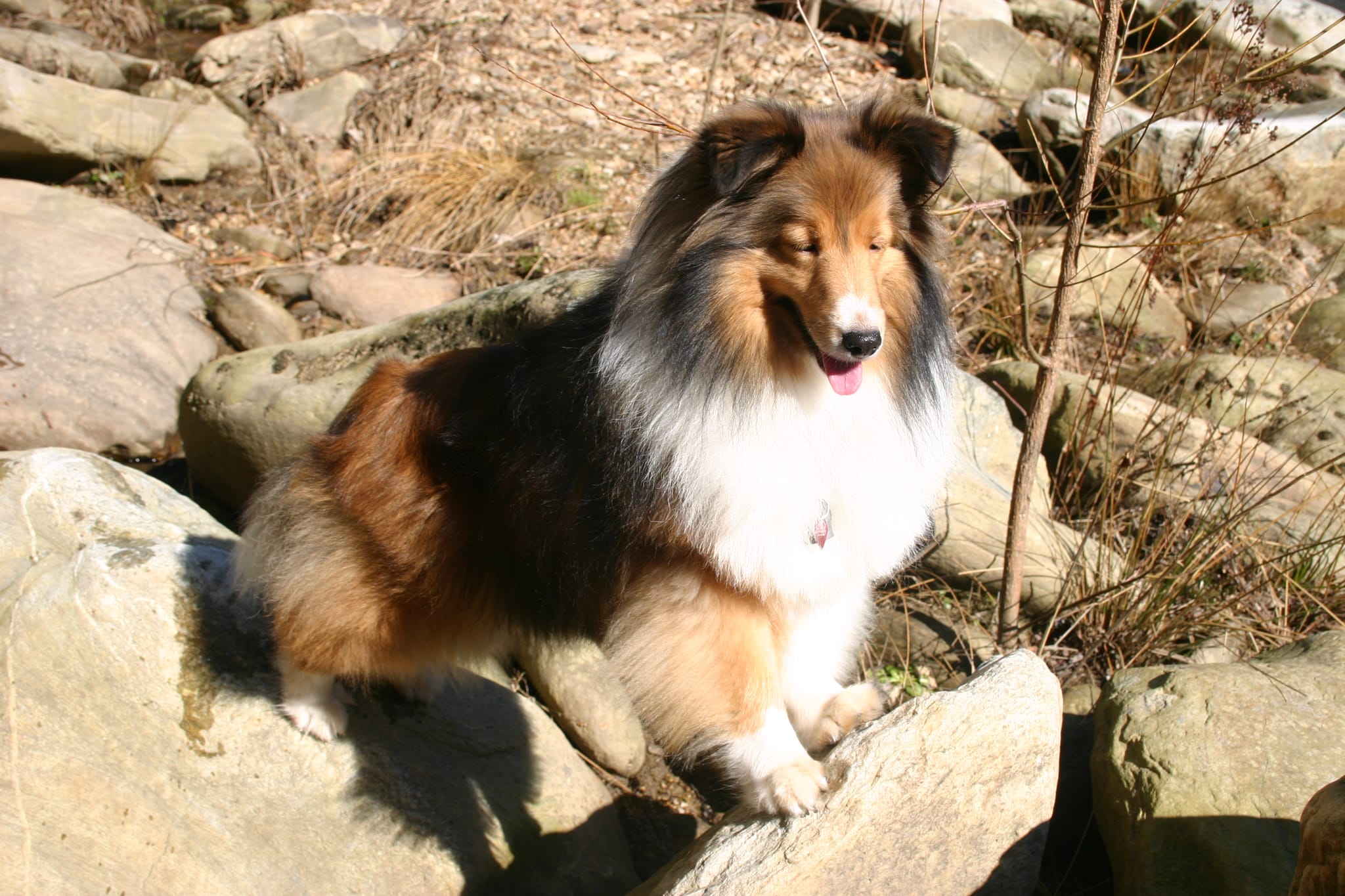 Roxy spanning the rocks
