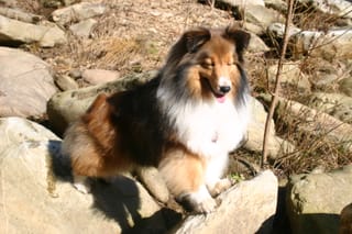 Roxy spanning the rocks