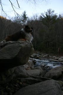 Roxy overlooking the Linville River