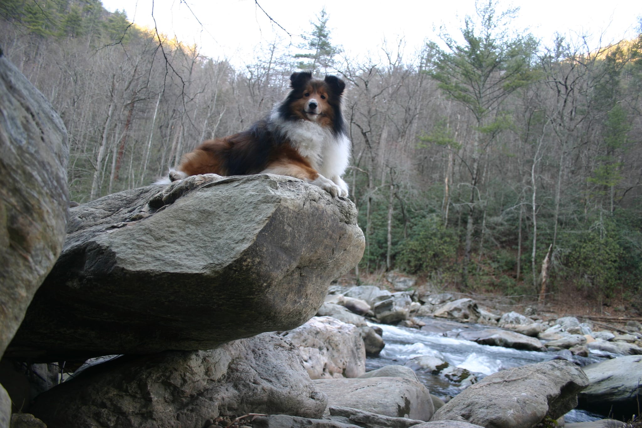 Roxy hanging out in Linville Gorge