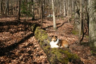 Roxy in Linville Gorge on a mossy log.