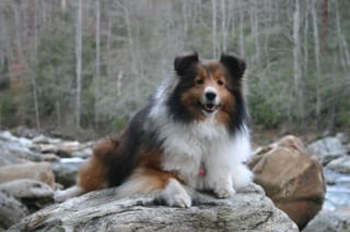 Roxy on a rock in the Linville River, NC