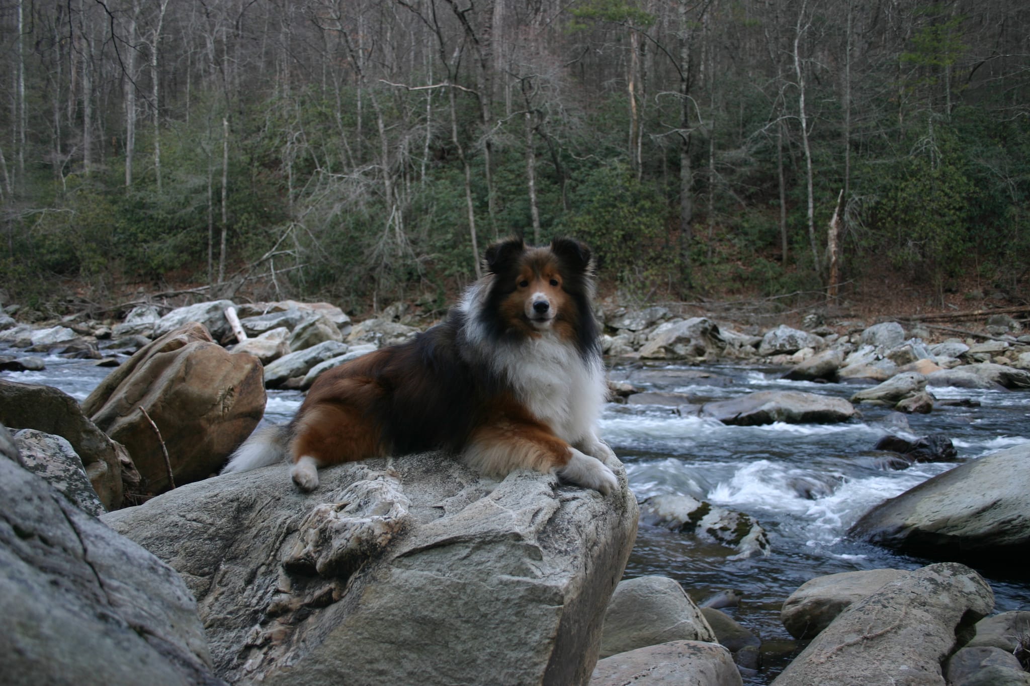 Roxy on rocks by Linville River