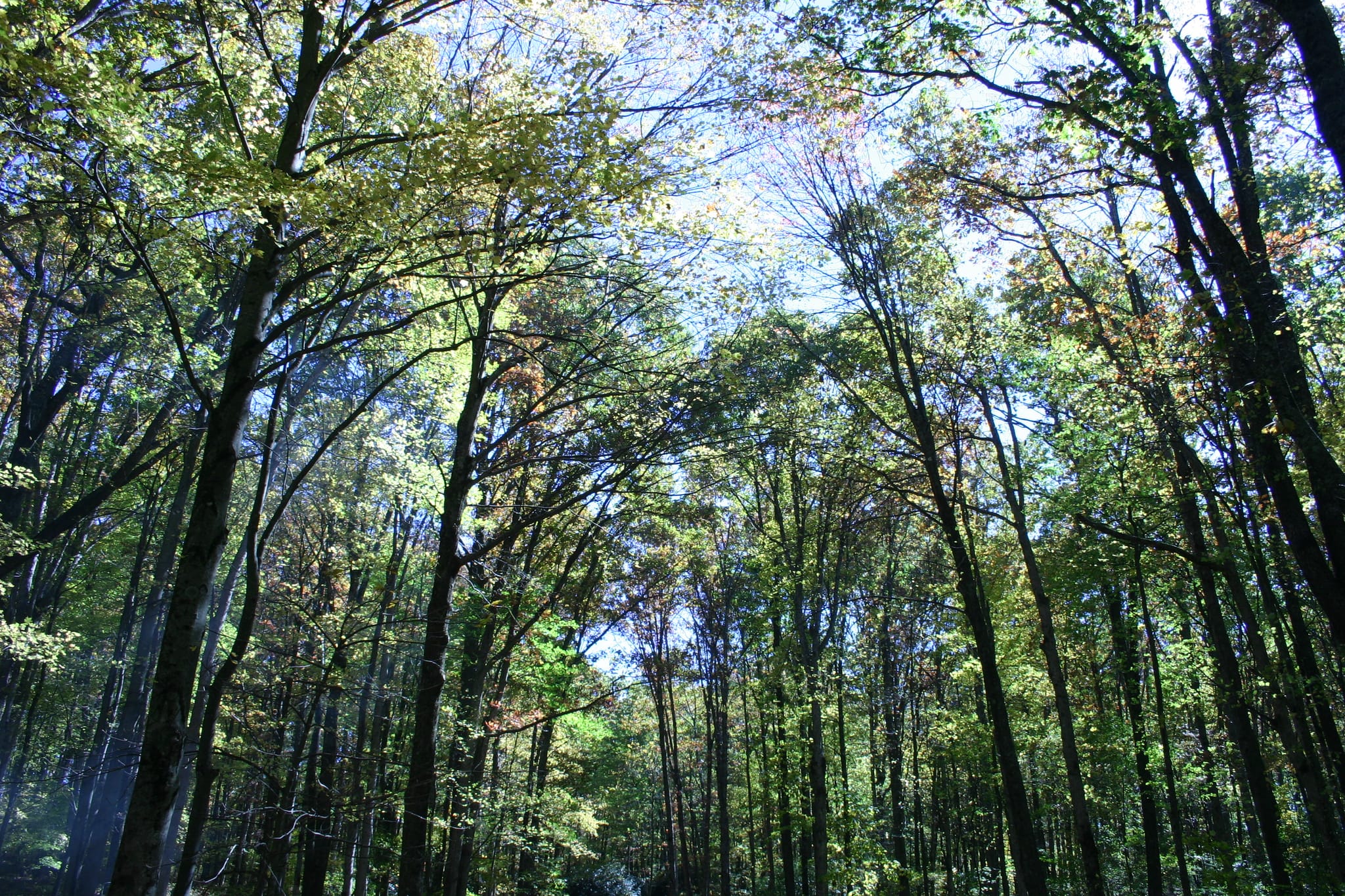 Blue sky through the trees