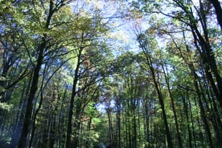 Blue sky through the trees