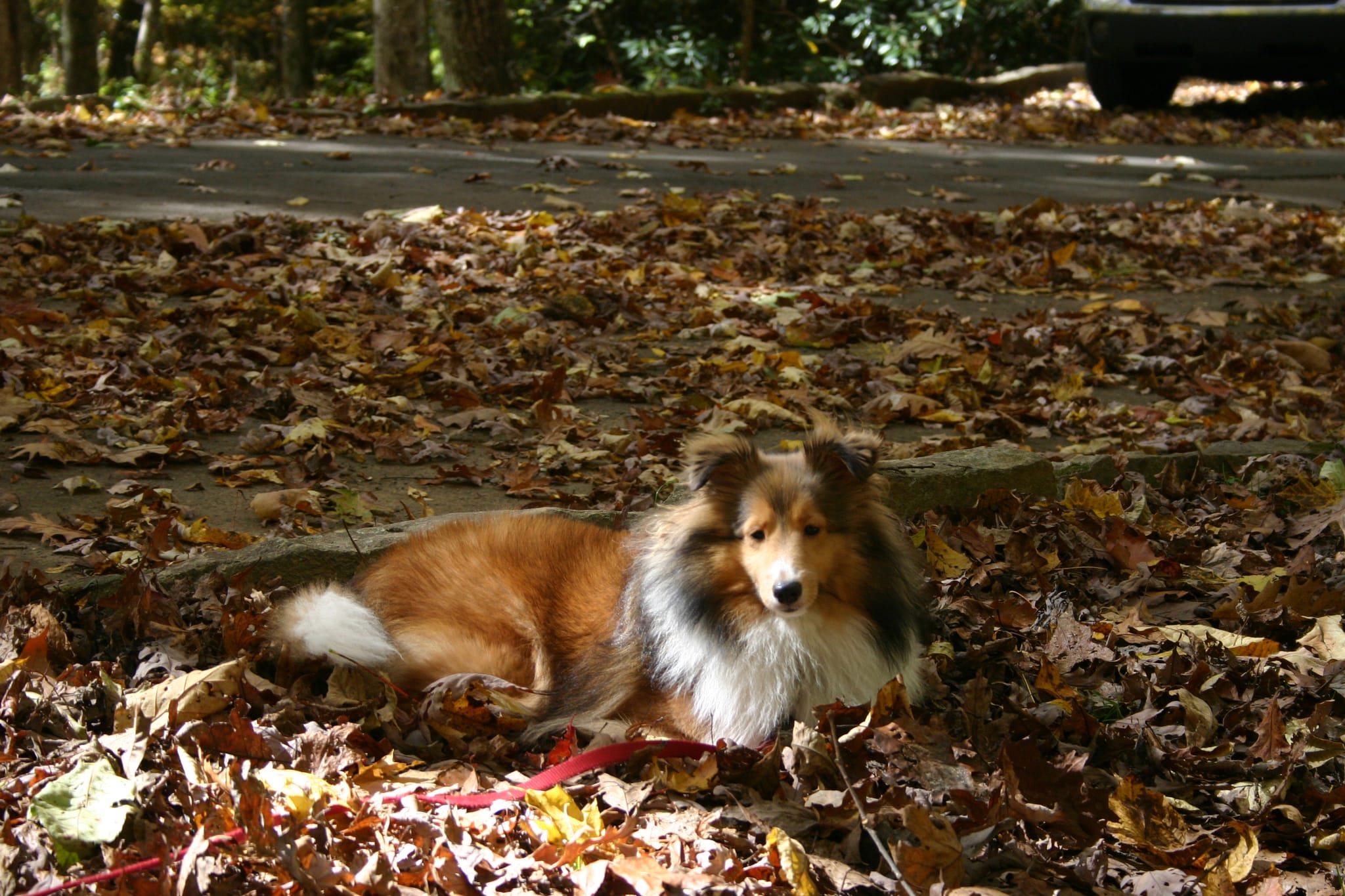 Roxy in the Leaves