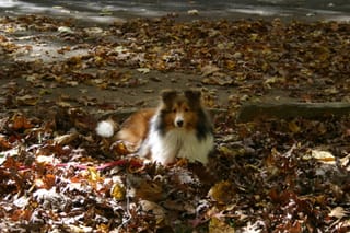 Roxy in the Leaves