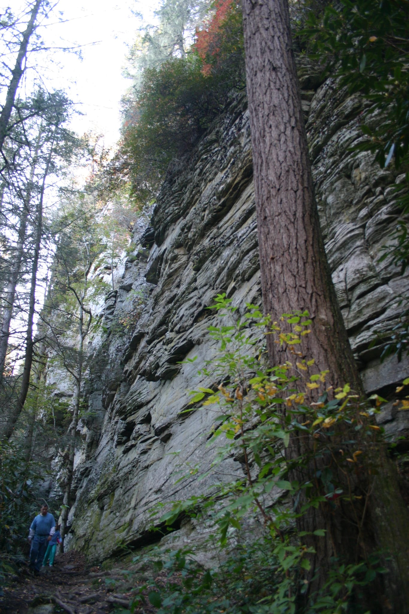 Linville Falls - Basin Trail with tree
