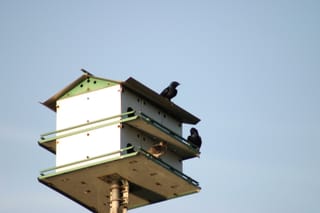 Lake Townsend Marina birds nesting
