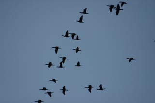 Lake Townsend Marina - birds in flight