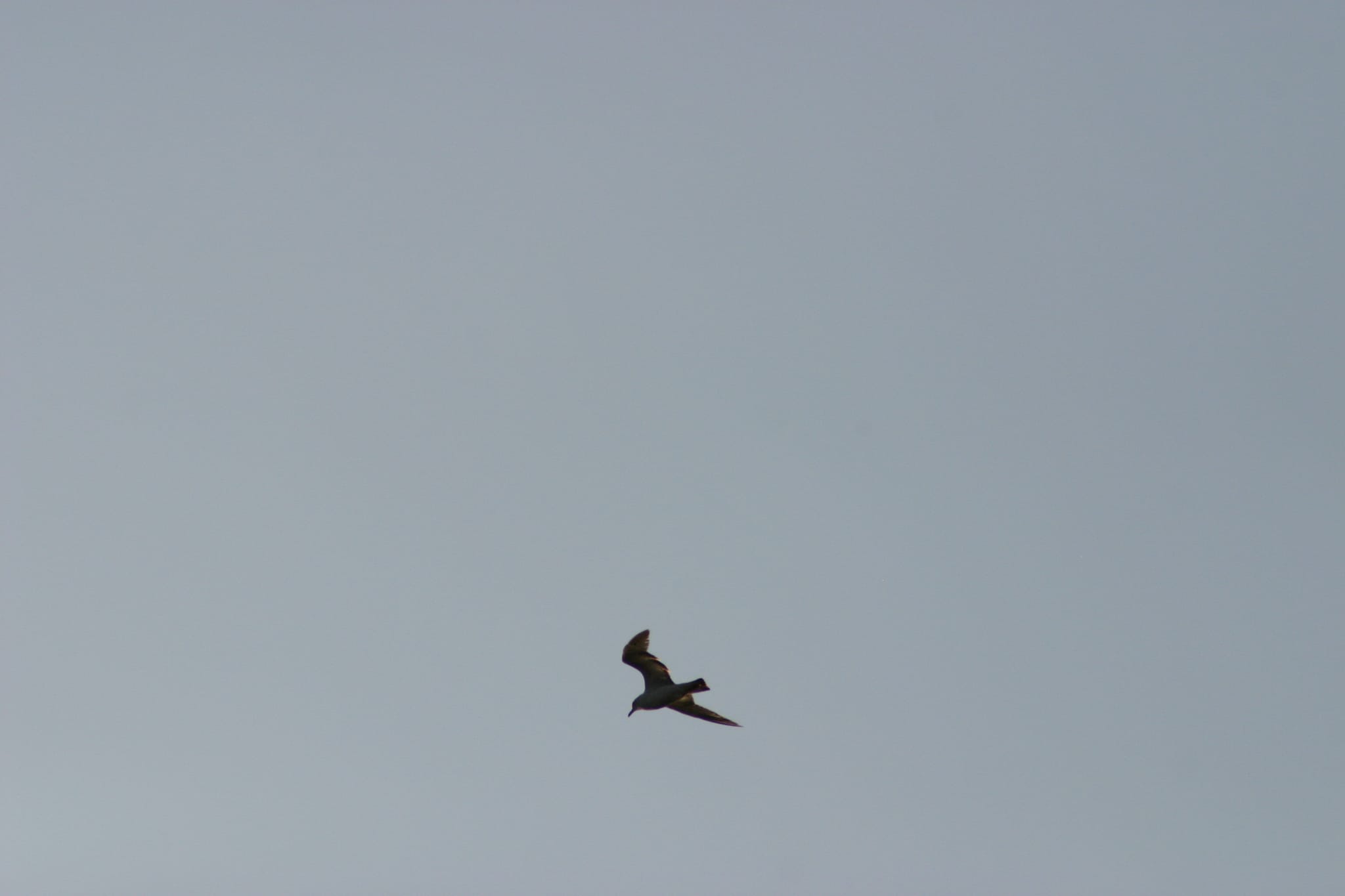 Lake Townsend Marina - bird in flight