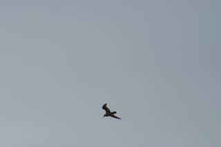 Lake Townsend Marina - bird in flight