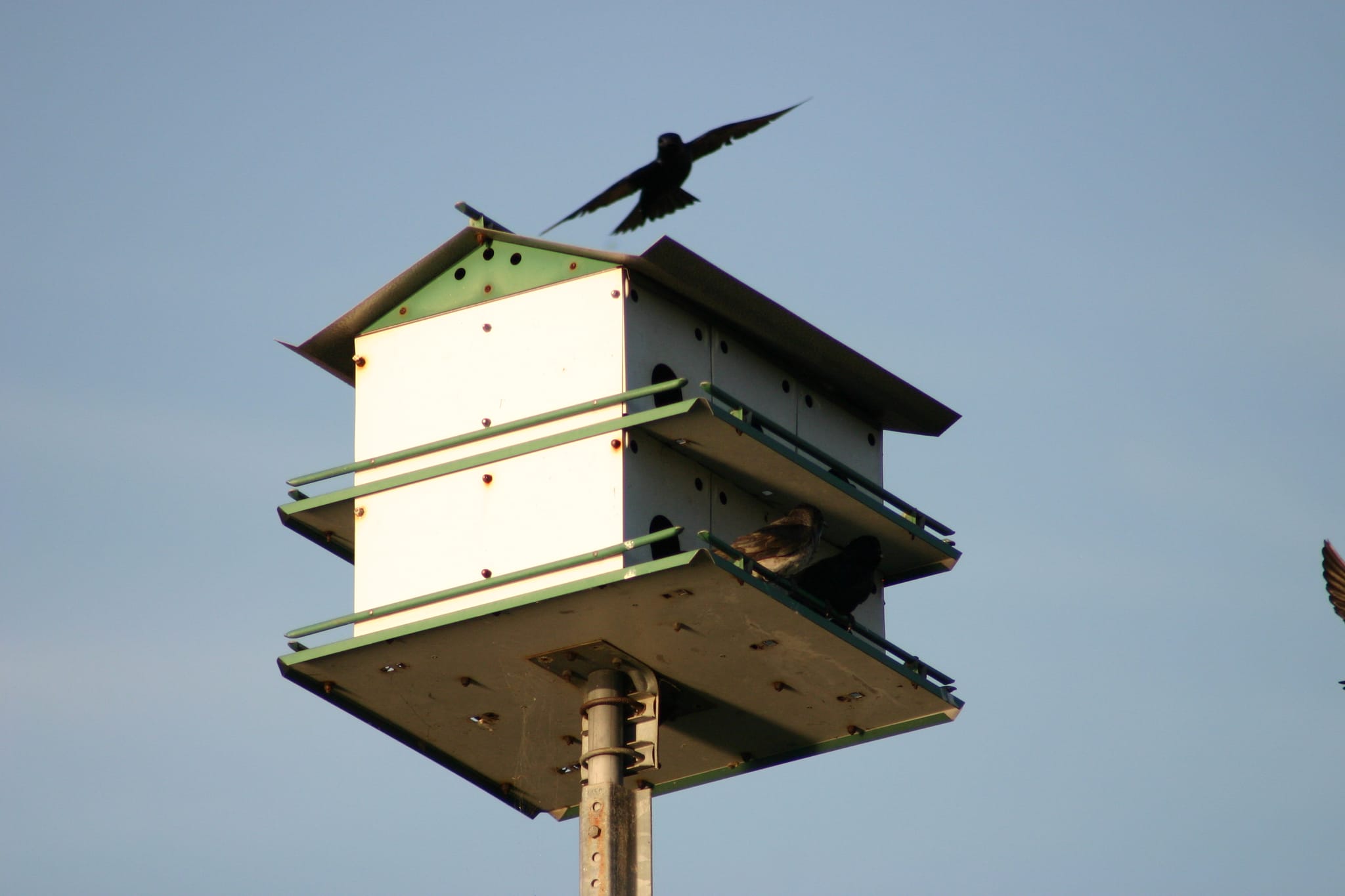 Lake Townsend Marina - birds landing