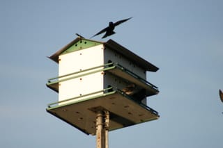 Lake Townsend Marina - birds landing