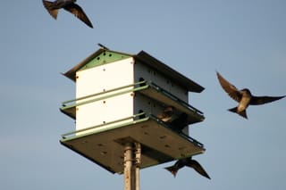 Lake Townsend Marina - Birds in flight, landing and nesting