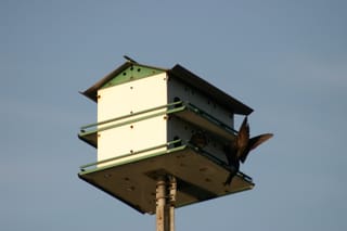 Lake Townsend Marina - bird landing