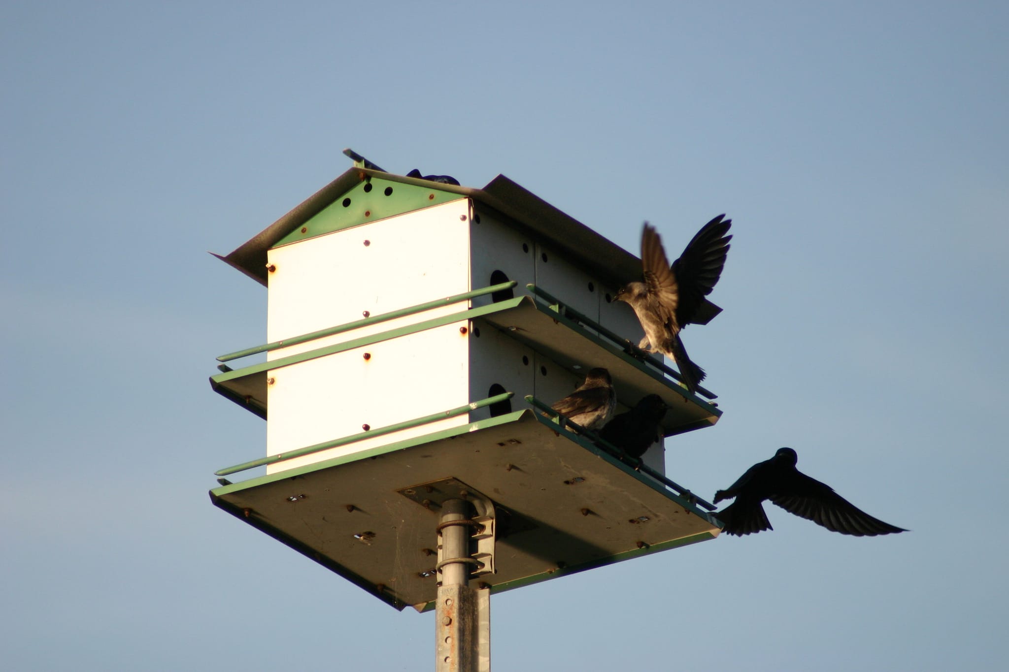 Lake Townsend Marina - birds nesting and landing