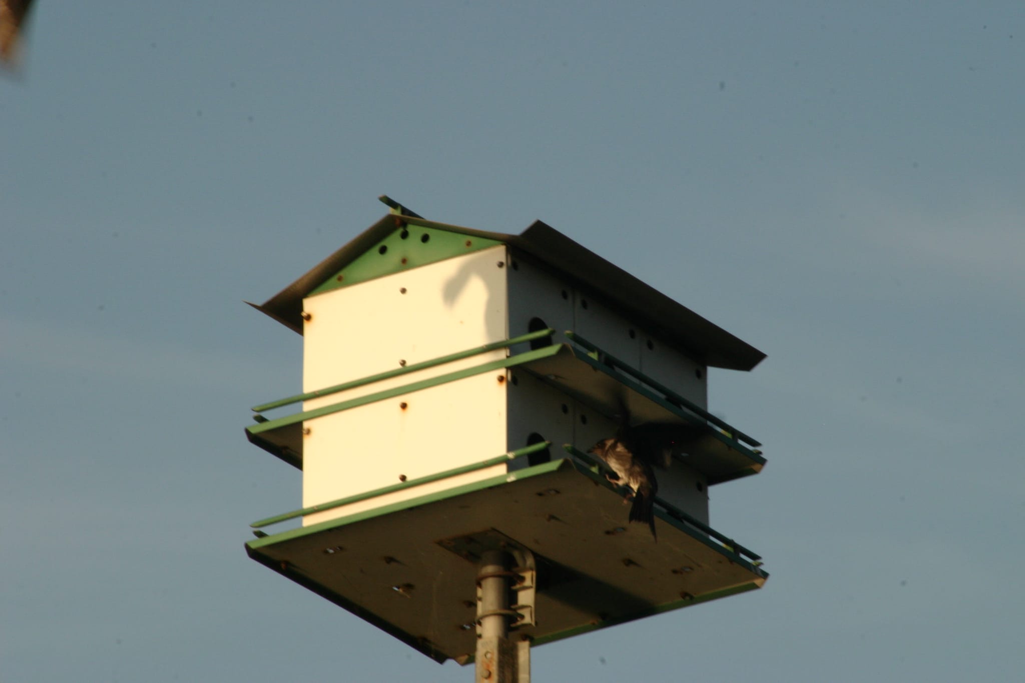 Lake Townsend Marina - birds nesting