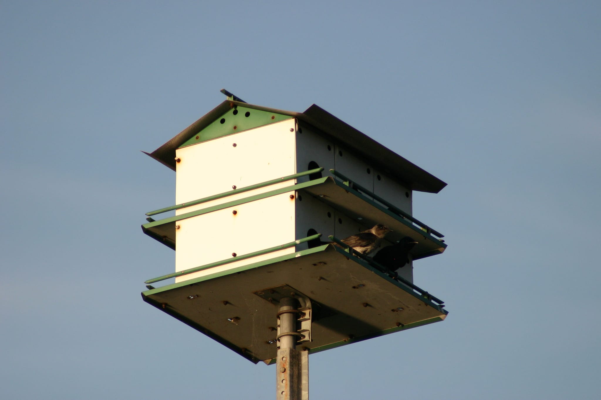 Lake Townsend Marina - birds nesting
