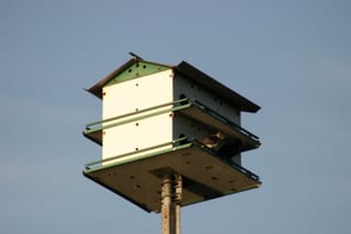 Lake Townsend Marina - birds nesting