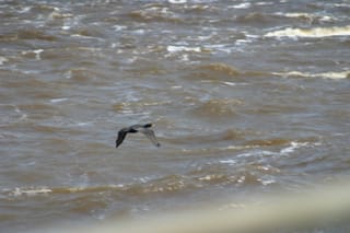 IMG_0237