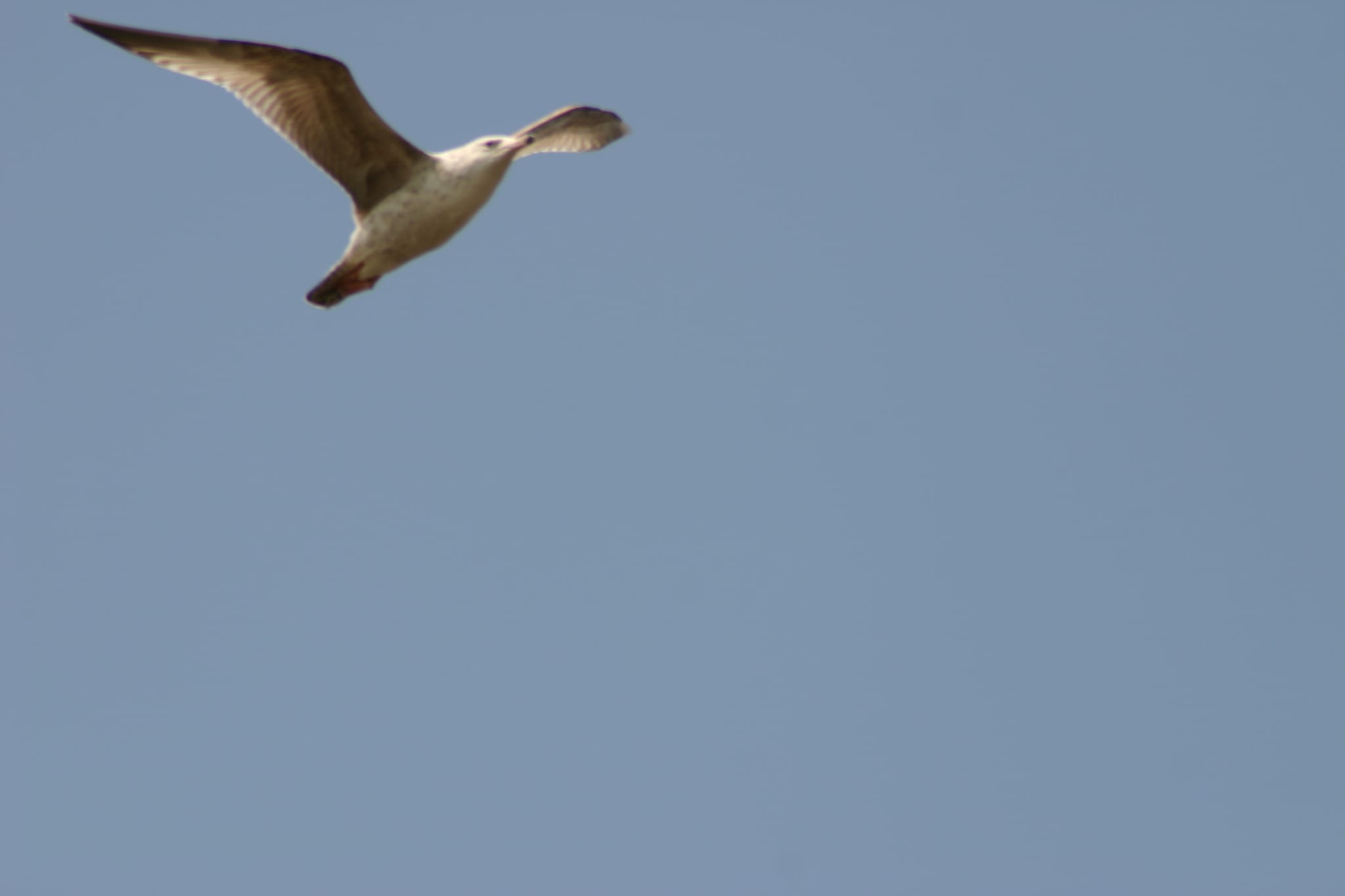 Gull - top left