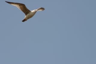 Gull - top left