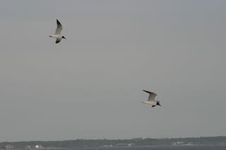 IMG_0409