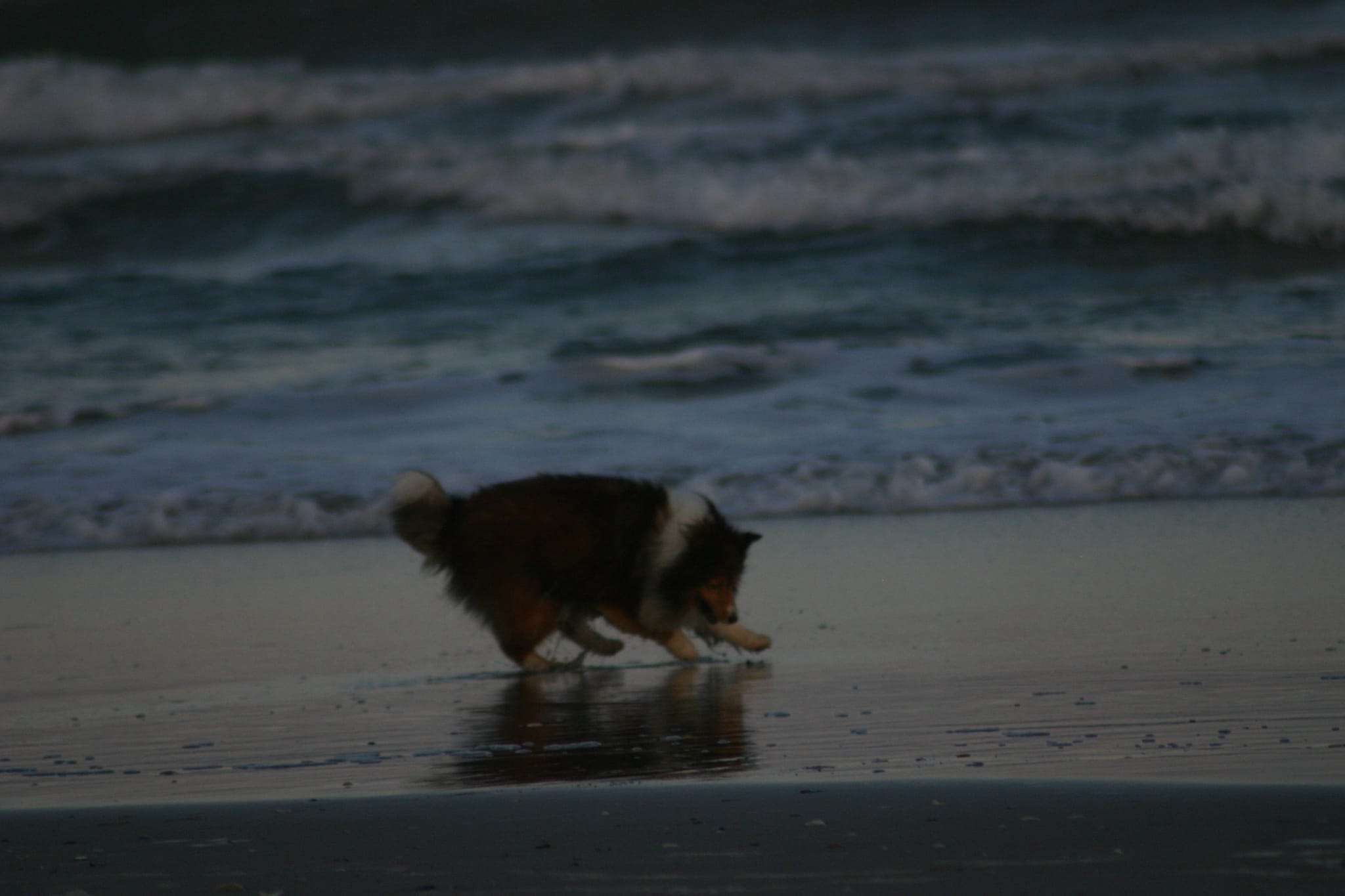 Roxy running on the beach