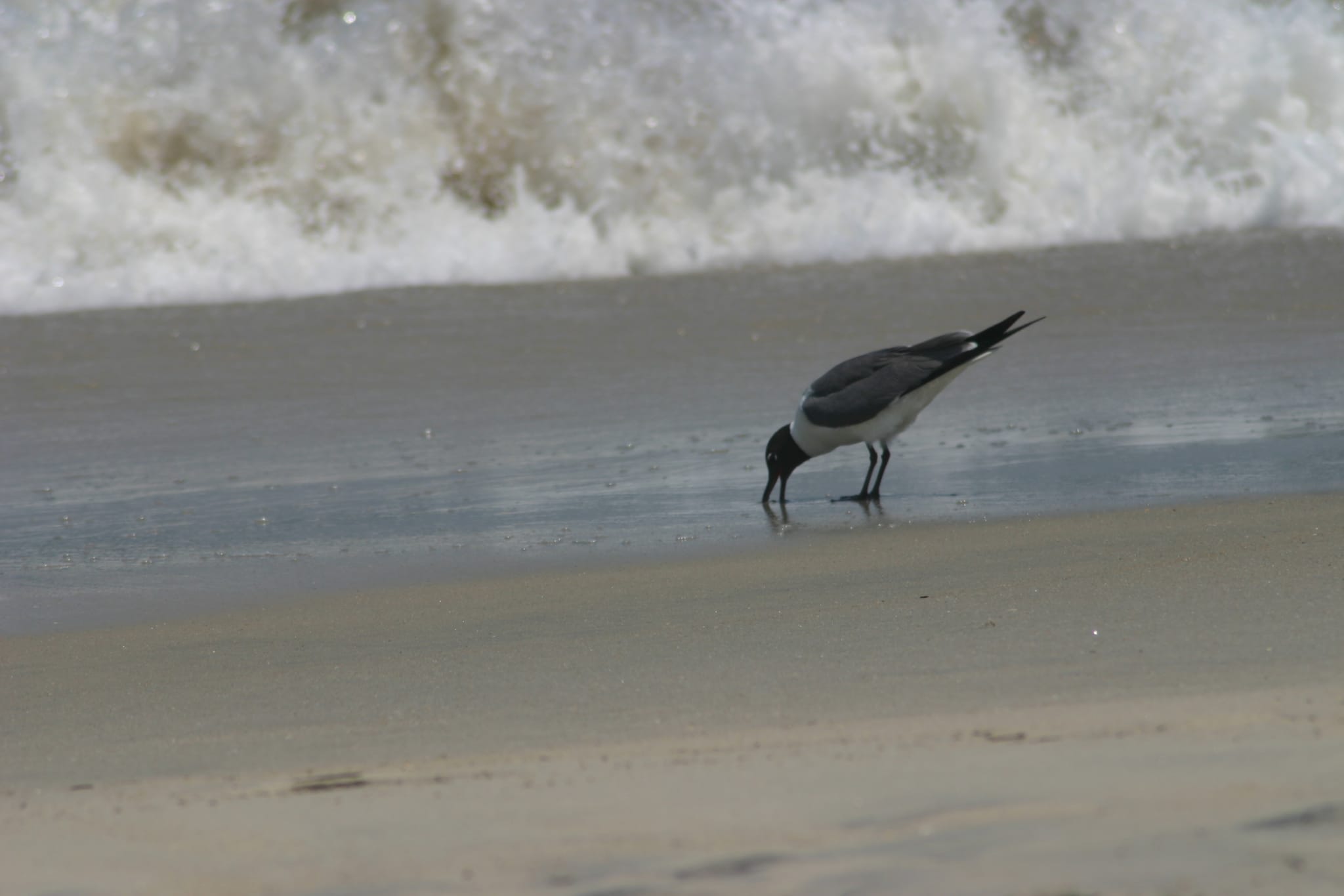 OBX - Beach Monday 024