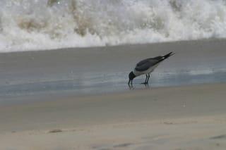 OBX - Beach Monday 024
