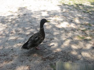 Outer Banks 09 039