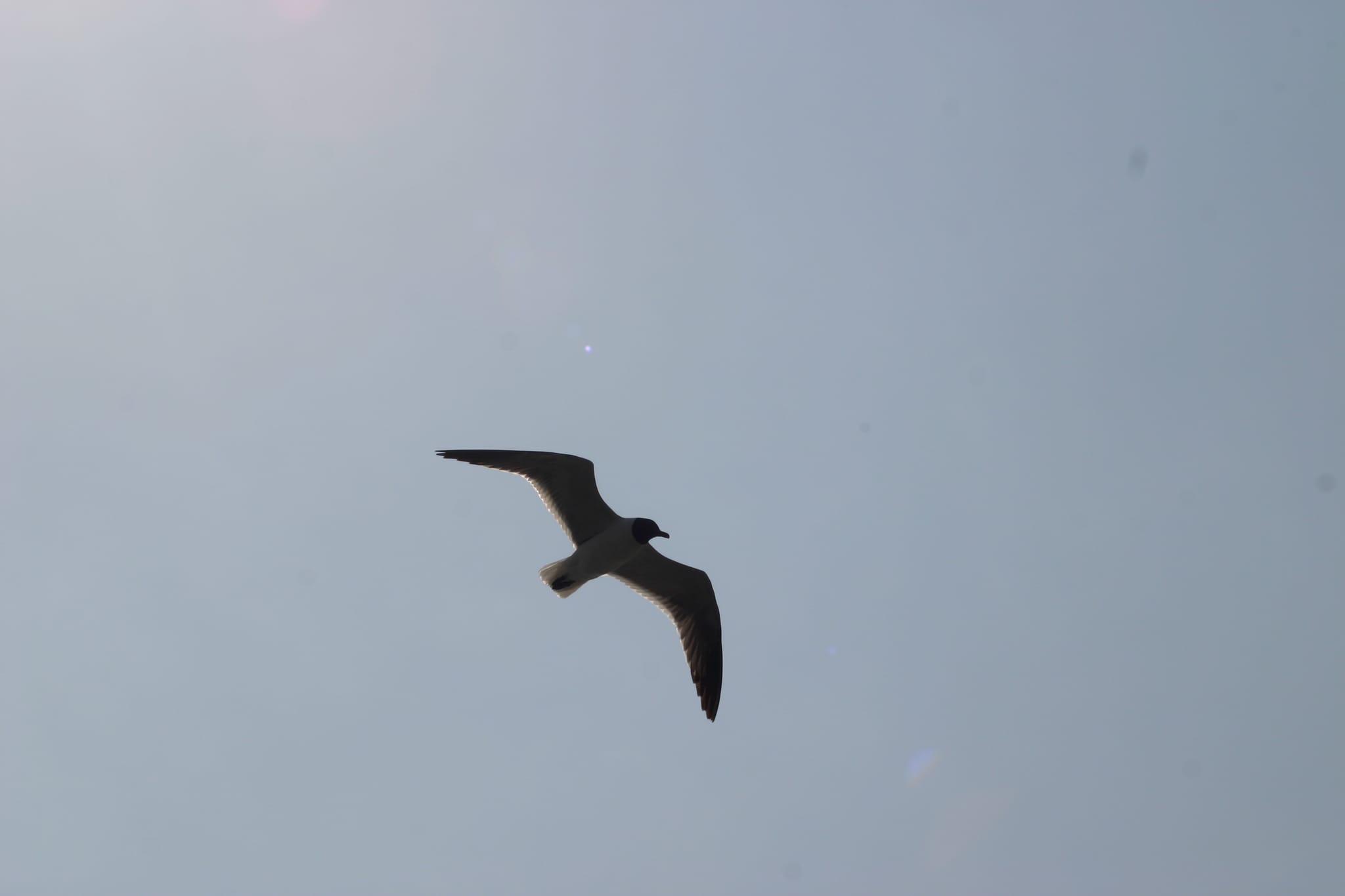 Ocracoke Island Day Excursion 002