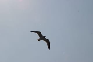 Ocracoke Island Day Excursion 002