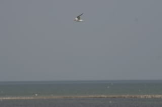 Ocracoke Island Day Excursion 012