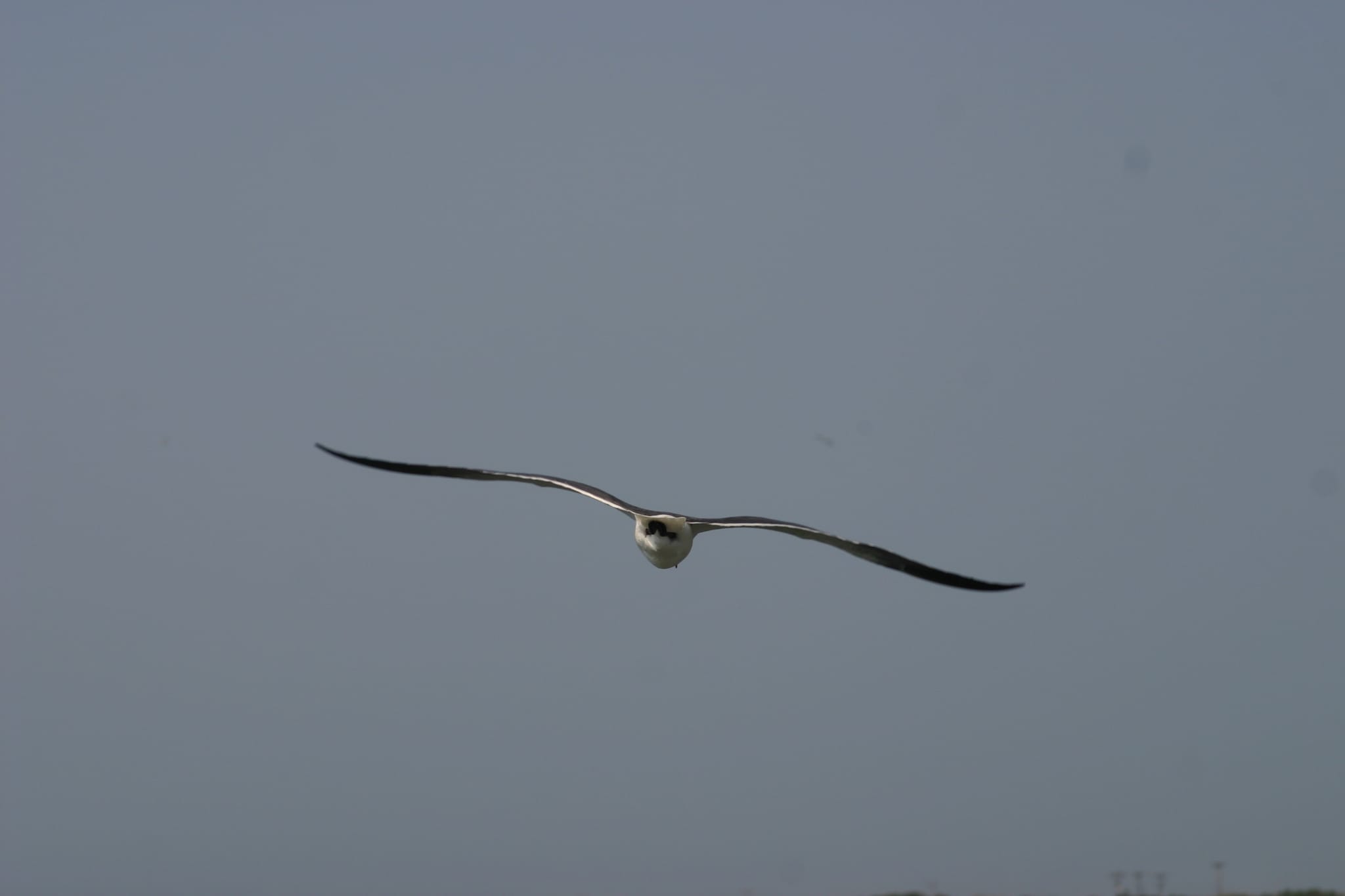 Ocracoke Island Day Excursion 049