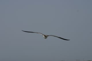 Ocracoke Island Day Excursion 049