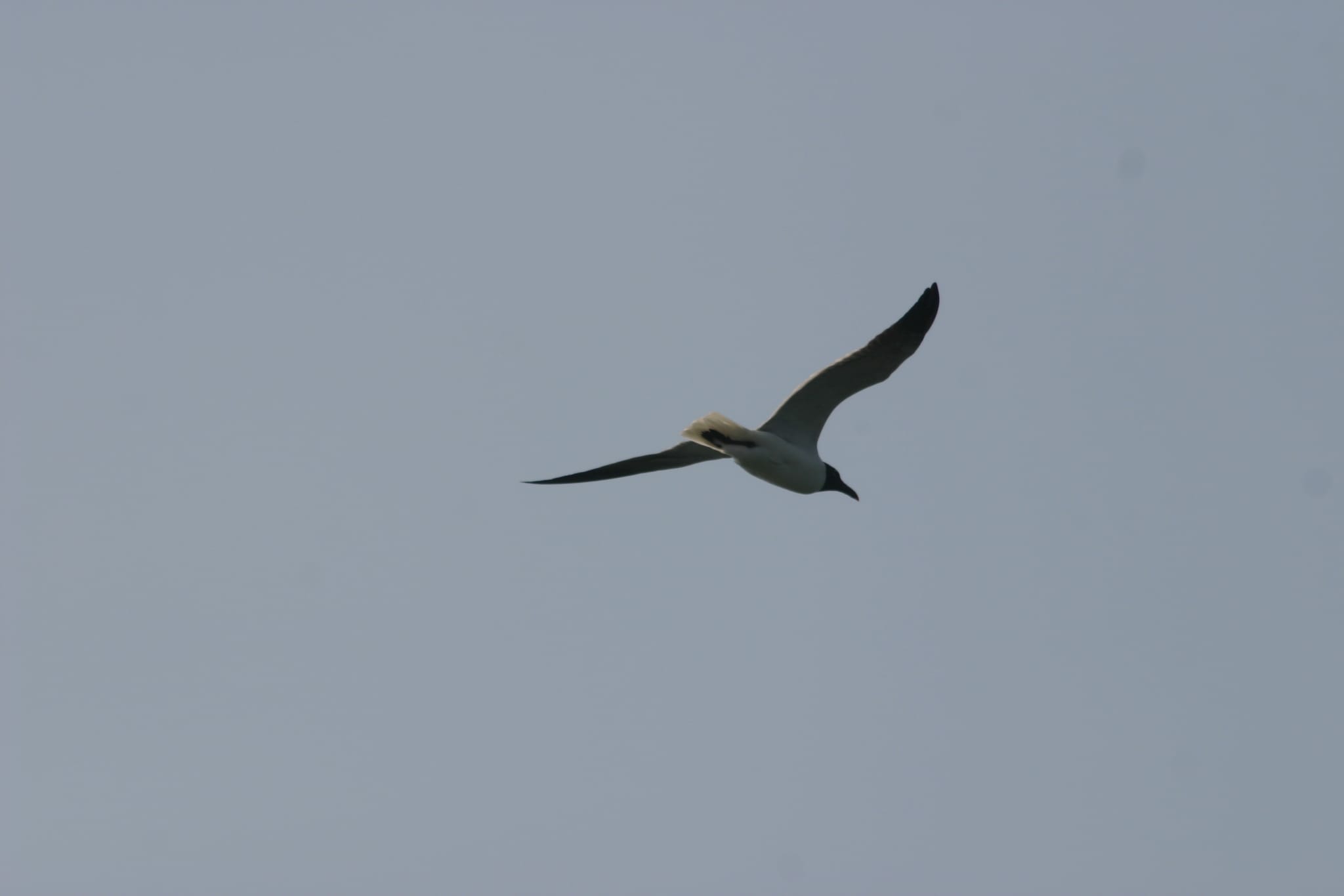Ocracoke Island Day Excursion 054