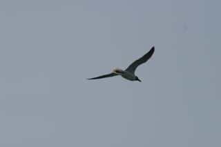 Ocracoke Island Day Excursion 054