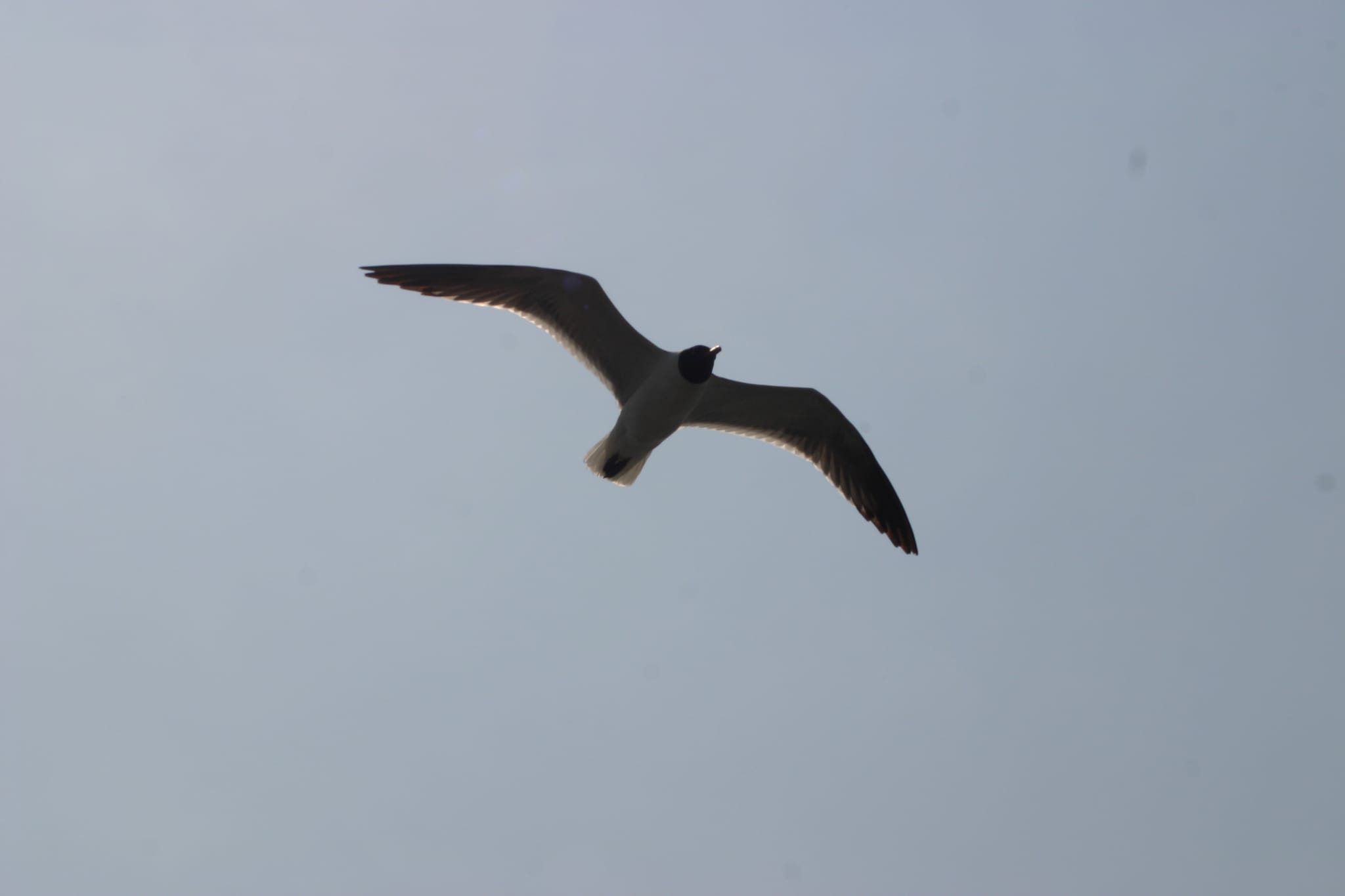 Ocracoke Island Day Excursion 001