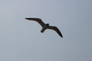 Ocracoke Island Day Excursion 001