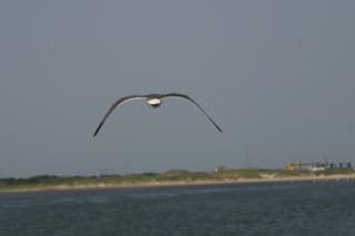 Ocracoke Island Day Excursion 048