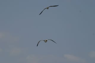 Ocracoke Island Day Excursion 050