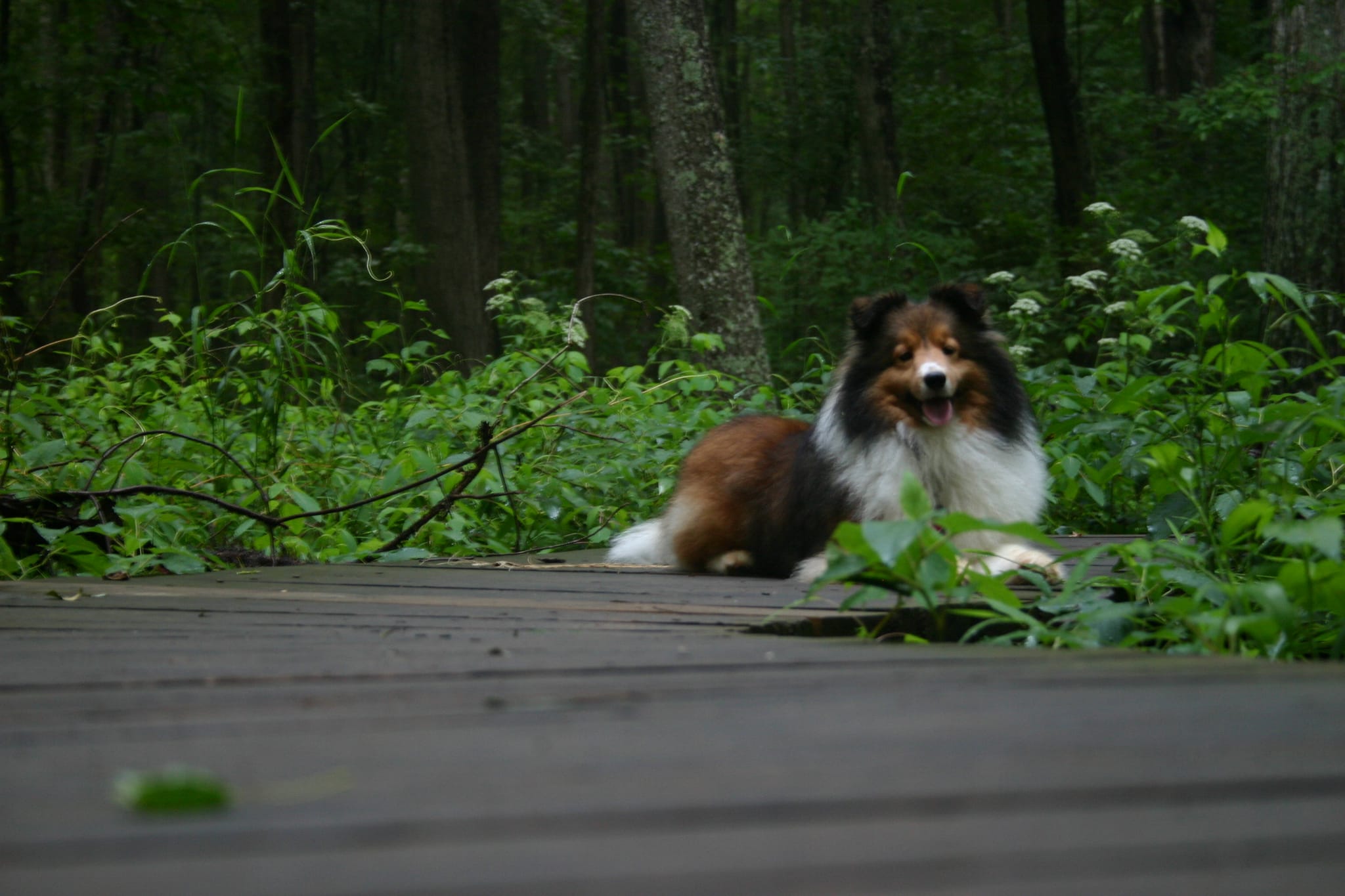 Roxy on the Piedmont Watershed Trail at Sunset