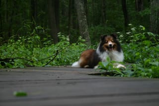 Roxy on the Piedmont Watershed Trail at Sunset