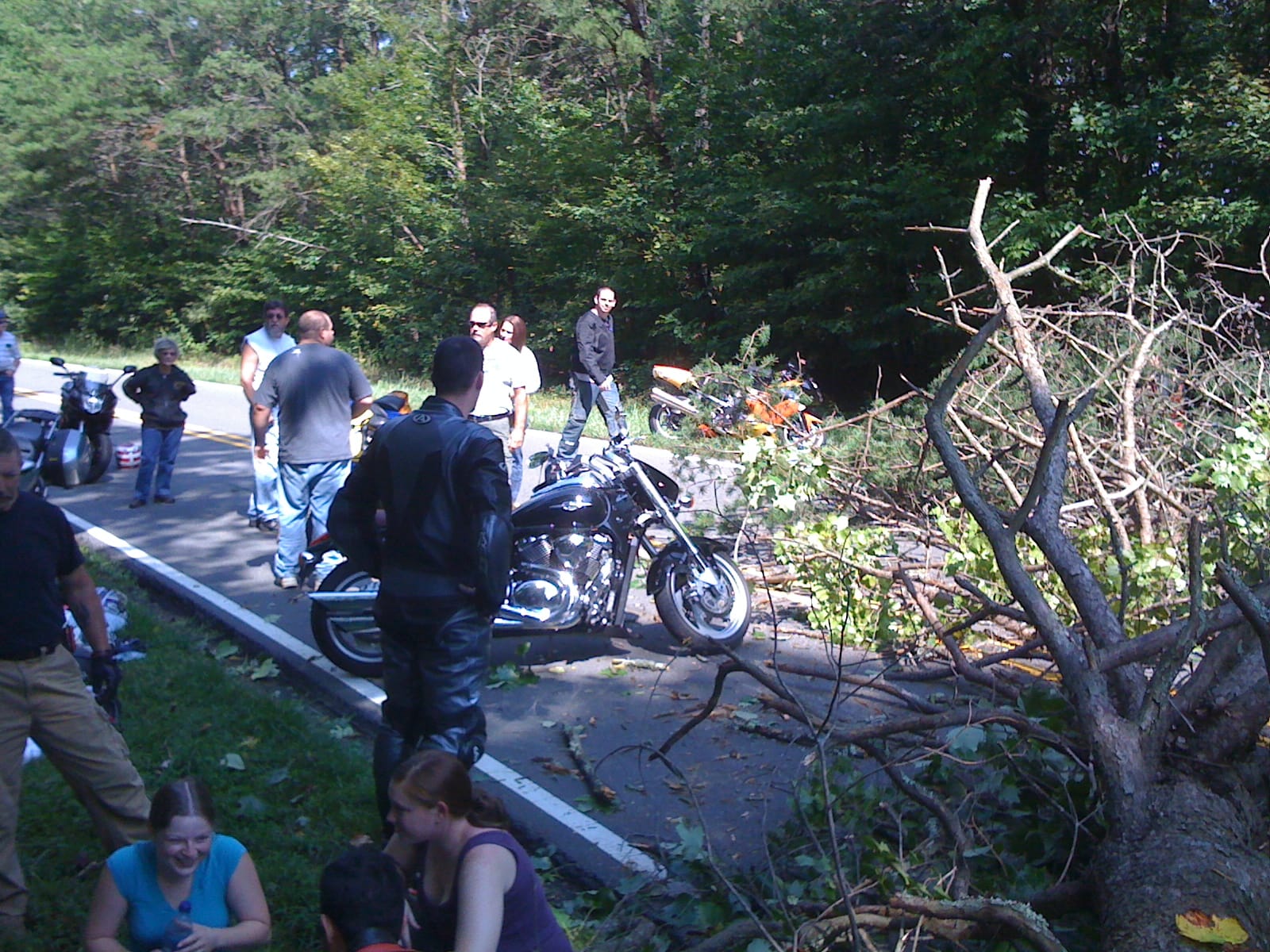 Sunday Ride - tree fall