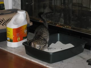 Brasky Kitty