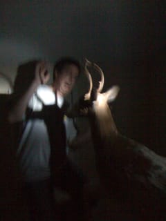 ZOMG, a deer!
